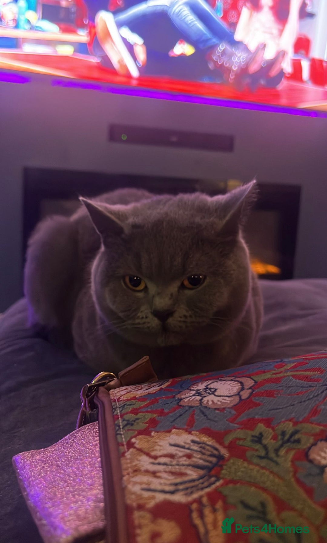 British Shorthair cats for sale: British short hair kitten cross  - Image 5