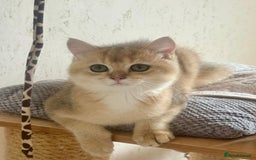 Scottish Fold cats for sale: 🐾 Adorable Pedigree Scottish Kittens! 🐾 - Image 13