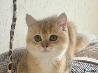 Scottish Fold cats for sale - Advert 1