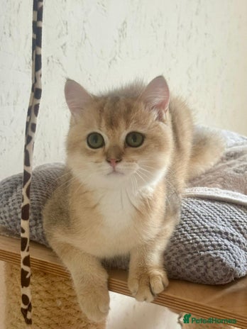 Scottish Fold cats - Advert 8