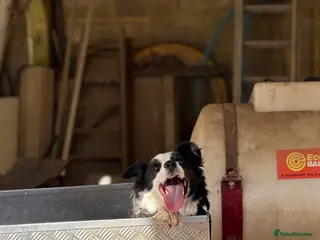 Border Collie dogs Border collies - Advert 8