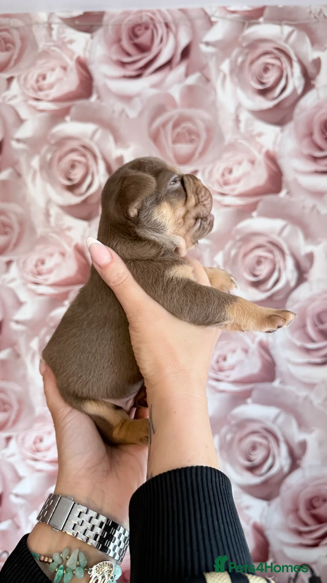 French Bulldog dogs for sale: Luxury French Bulldogs - Advert 8