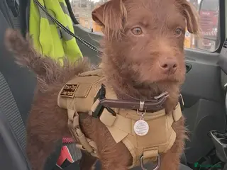 Patterdale Terrier dogs Fell Terriers - Advert 5