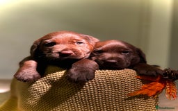 Labrador Retriever dogs for sale: 🐾 Beaytiful KC Labrador puppies!🐾 - Advert 8