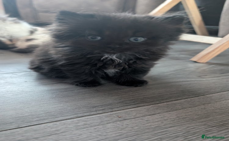Persian cats - Advert 2