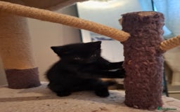 Mixed Breed cats for sale: seven funny kittens - Image 5
