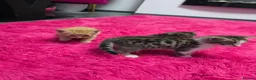 Mixed Breed cats for sale: Beautifull kittens ready to go  - Advert 29