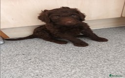 Labradoodle dogs for sale: F,1,B Standard labradoodles - Image 1