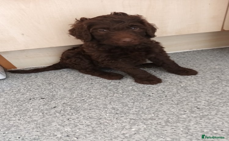 Labradoodle dogs - Advert 1