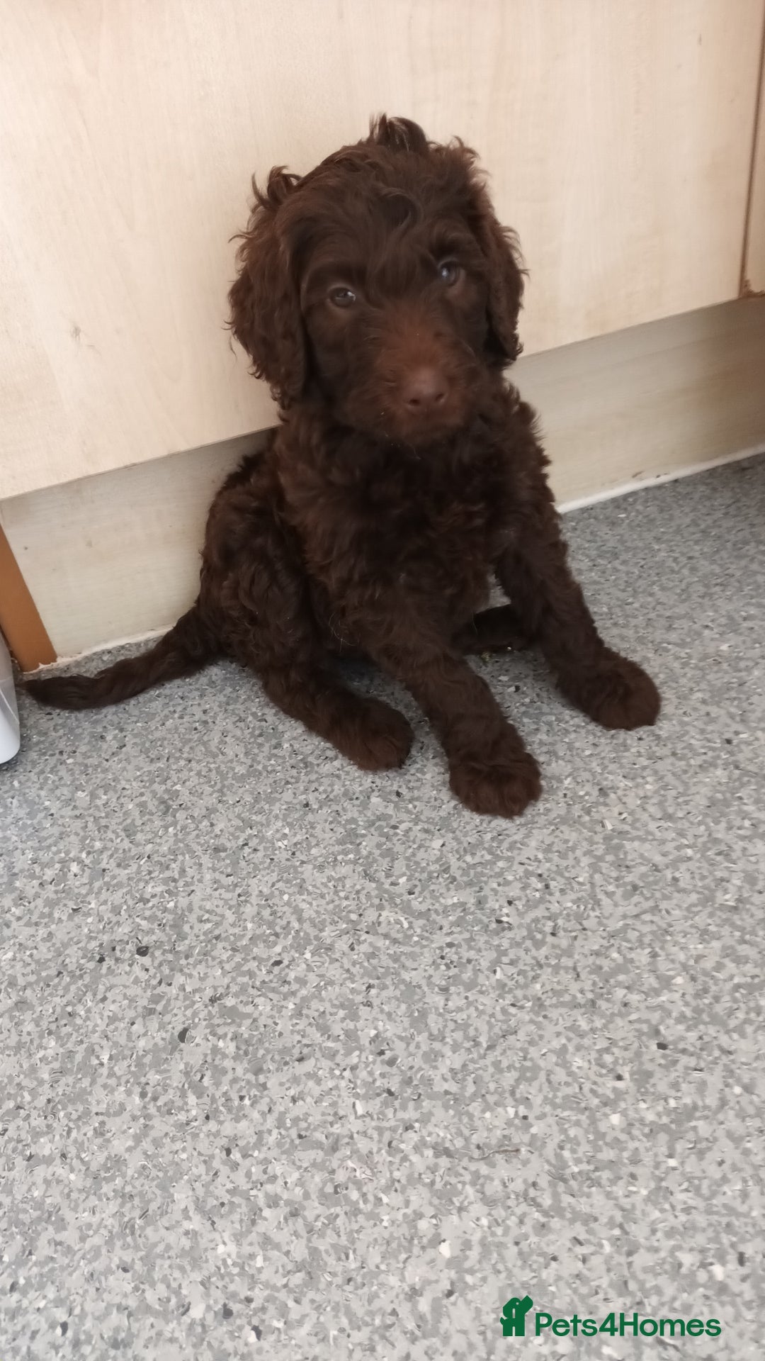 Labradoodle dogs for sale: F,1,B Standard labradoodles - Image 1