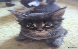 Maine Coon cats for sale: 🐾 Giant GCCF Maine Coon Kitties Champion Lines - Image 17