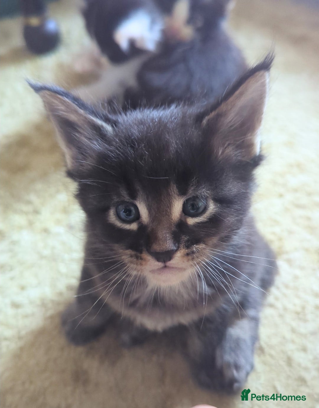 Maine Coon cats for sale: 🐾 Giant GCCF Maine Coon Kitties Champion Lines - Image 17