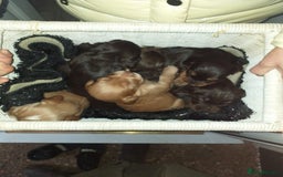Cocker Spaniel dogs for stud: PROVEN KC REGISTERED Cocker Spaniel for Stud in Tadworth - Image 9
