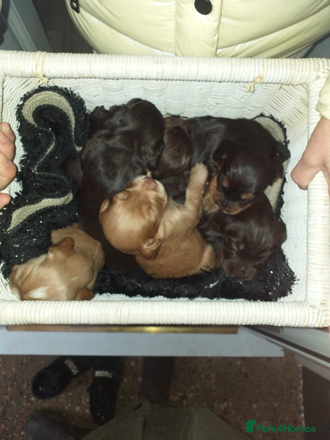 Cocker Spaniel dogs for stud: PROVEN KC REGISTERED Cocker Spaniel for Stud in Tadworth - Image 9