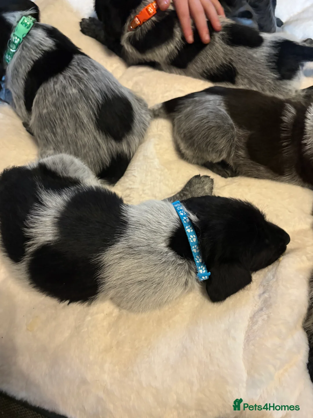 German Wirehaired Pointer dogs for sale: German wiredhaired pointer pups  - Advert 4