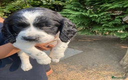 English Springer Spaniel dogs for sale: English Springer Spaniel Puppies - Image 18