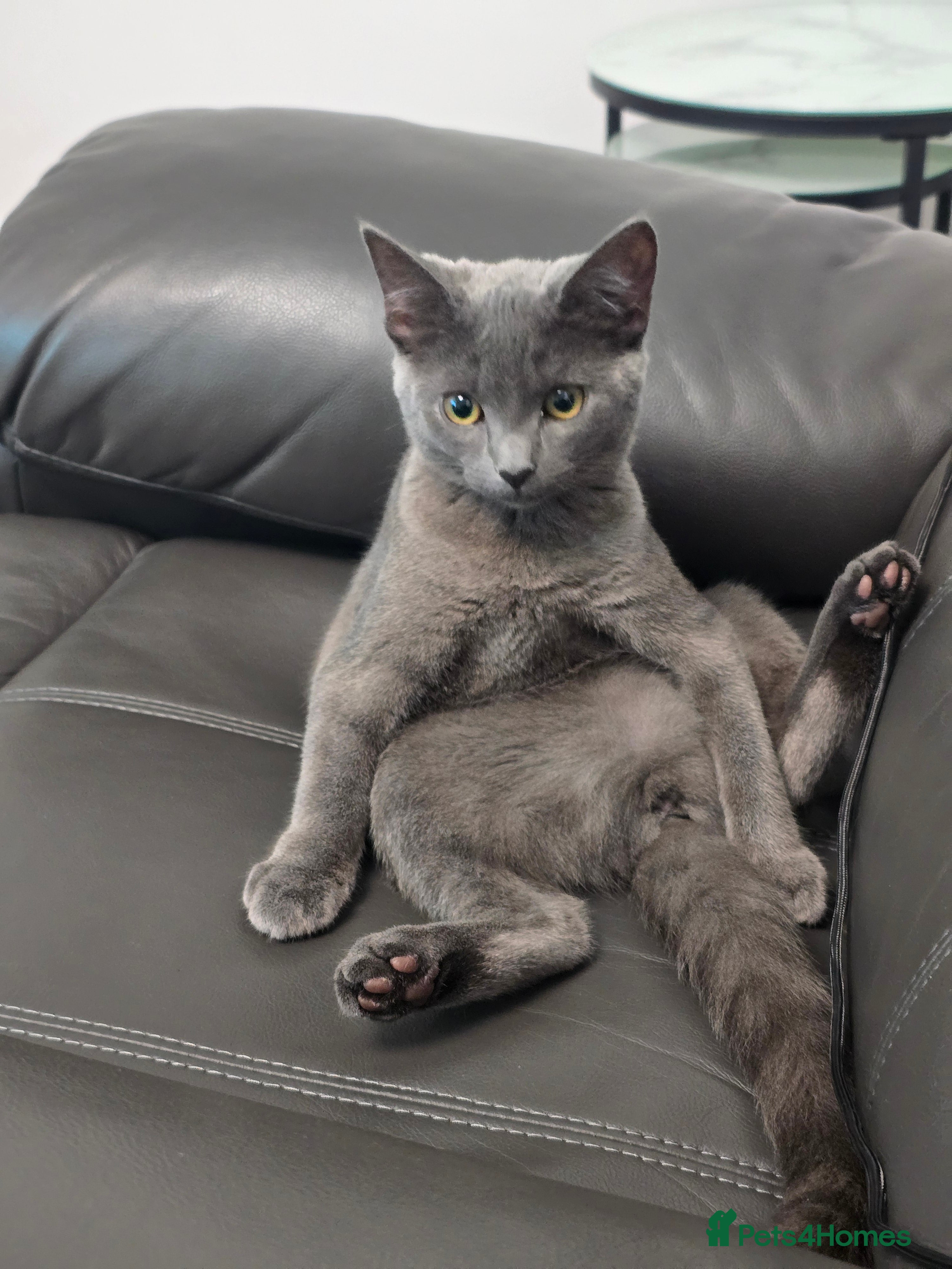 British Shorthair cats Female kitten British/Domestic short hair  - Advert 9