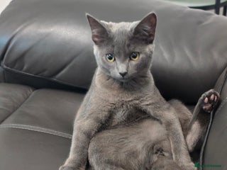 British Shorthair cats Female kitten British/Domestic short hair - Advert 2