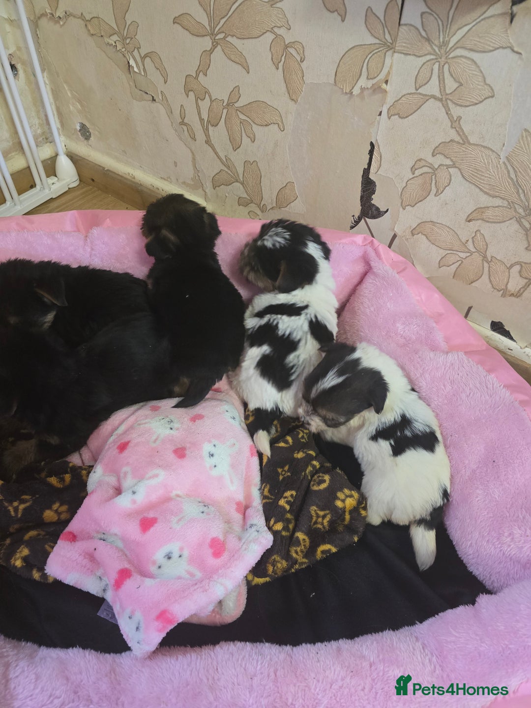 Yorkshire Terrier dogs for sale: 5 yorkies - Image 14