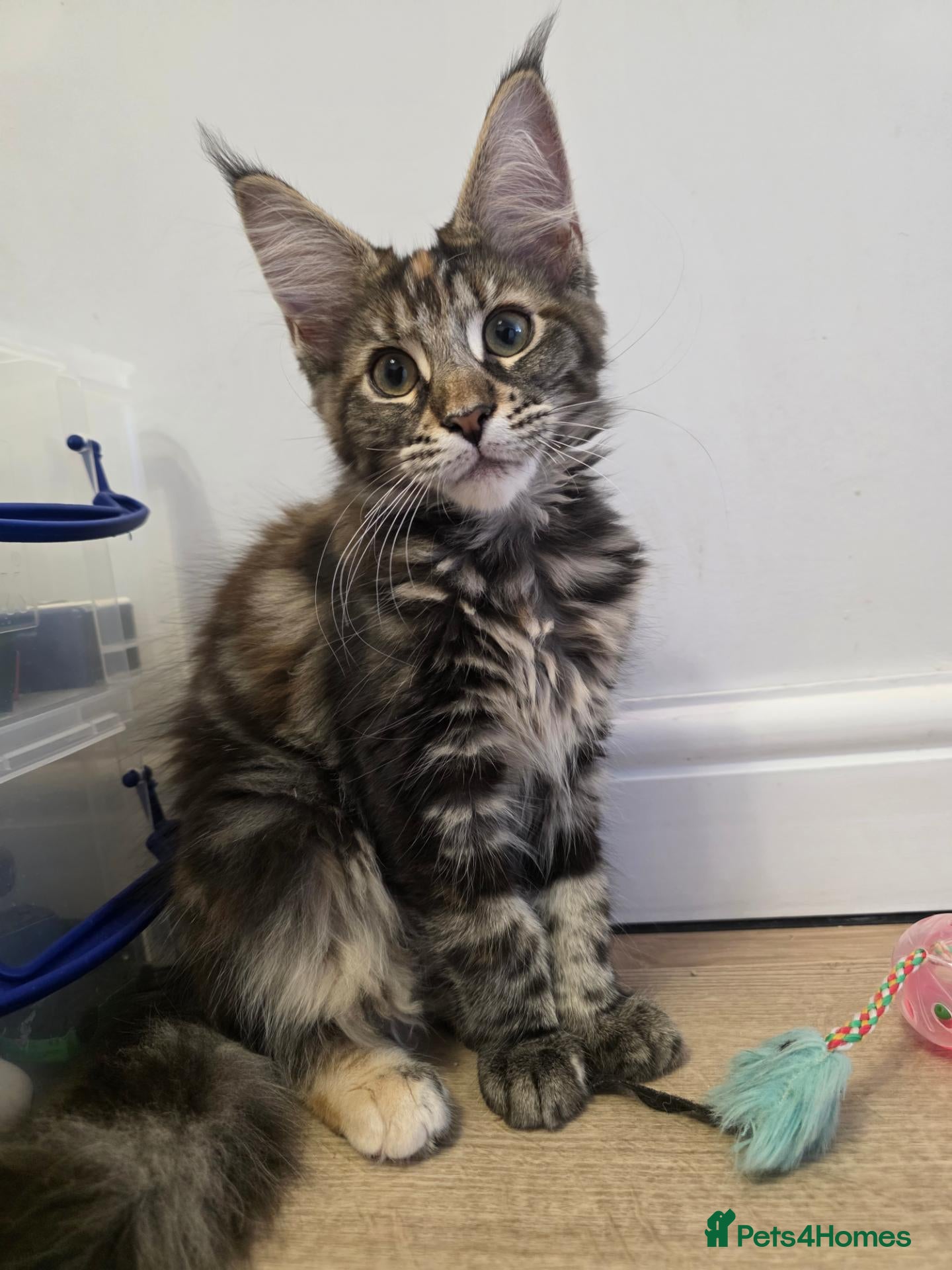 Maine Coon cats TICA Registered Maine Coon Kittens🐾 - Advert 2