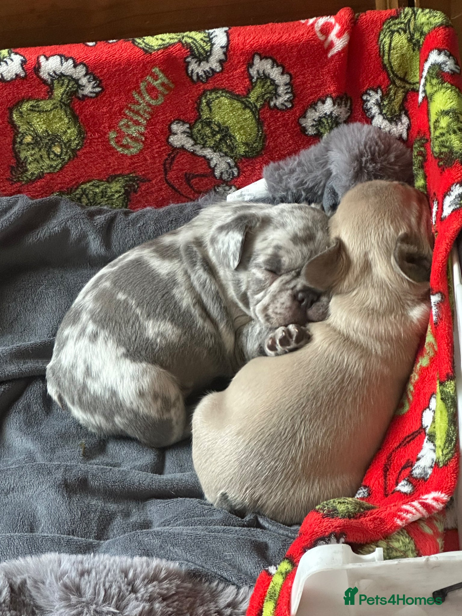 French Bulldog dogs for sale: Exotic frenchie puppys  - Advert 2