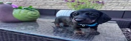 Miniature Dachshund dogs for sale: Reduced💜KC pedigree Mini Dachshund puppies - Advert 9