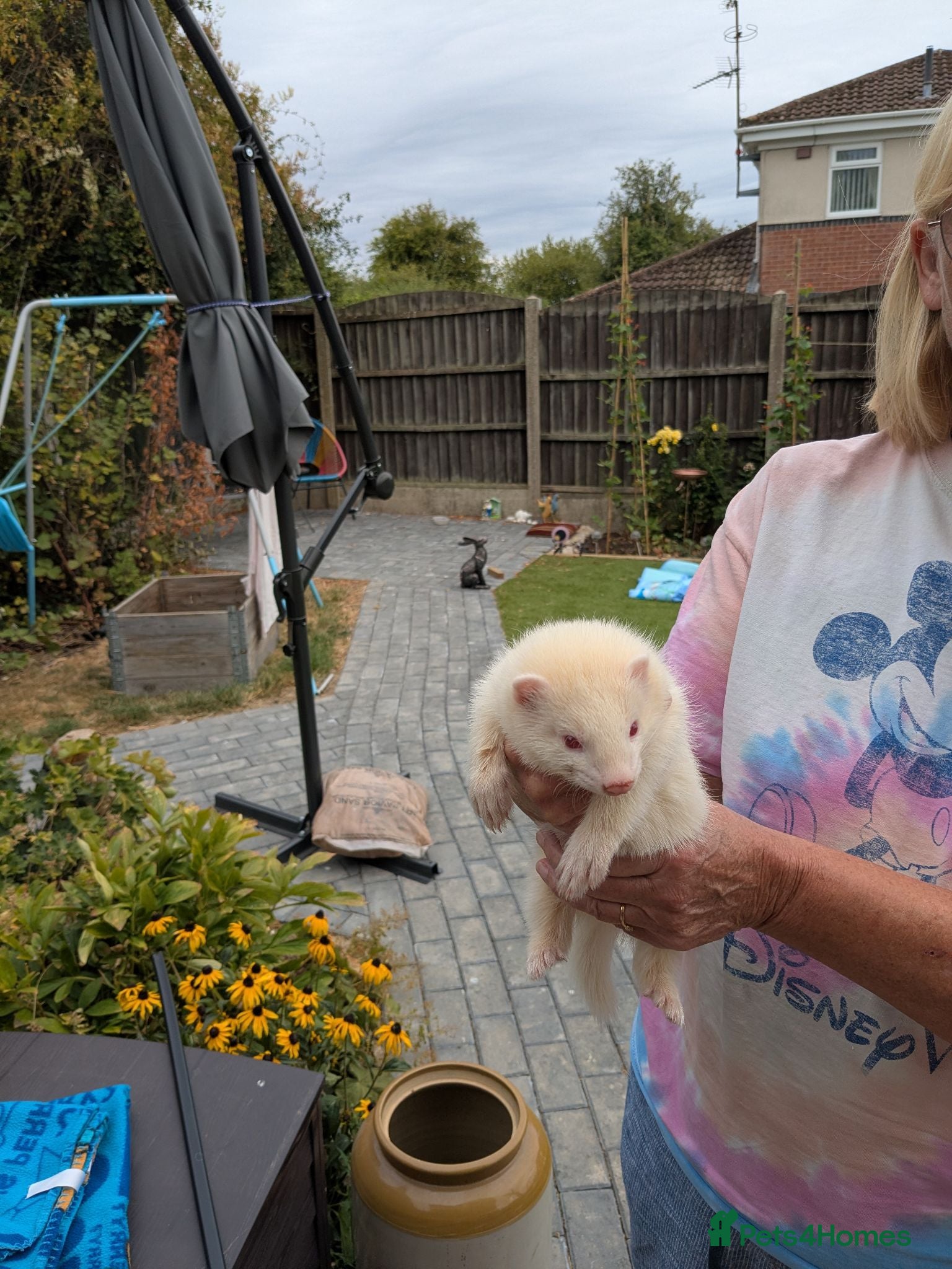 Mixed Breed rodents Ferret kitd - Advert 1