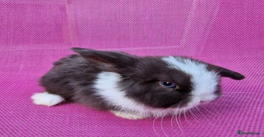 Mini Lop rabbits - Advert 13