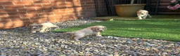 Cockapoo dogs for sale: F1 Cockerpoo puppies - Advert 5