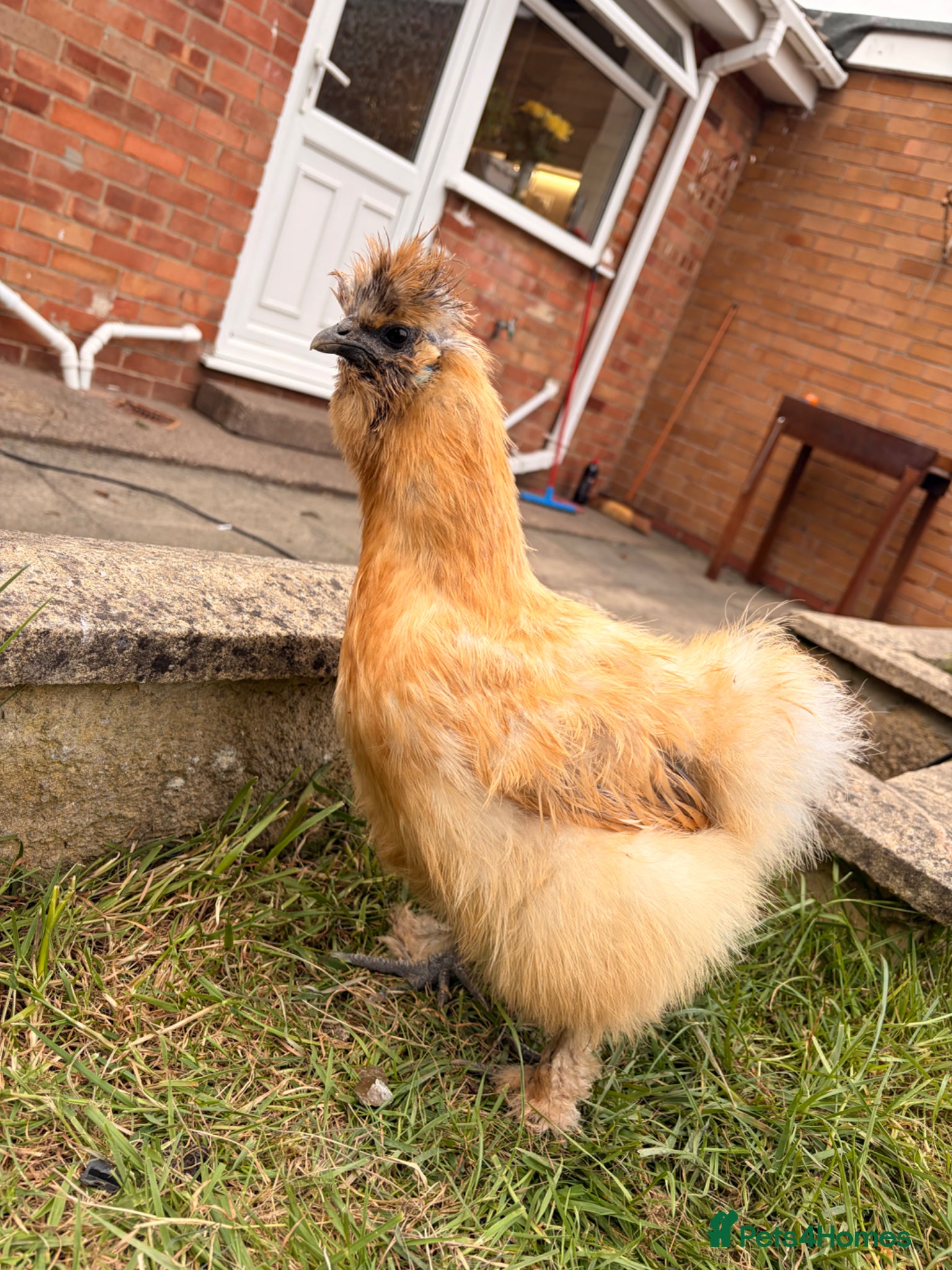 Chickens poultry Chicken silkey - Advert 2