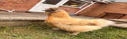Chickens poultry for sale: Chicken silkey - Advert 1