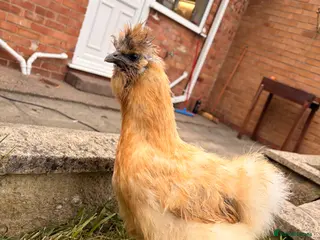 Chickens poultry 6 Chicken silkey - Advert 2