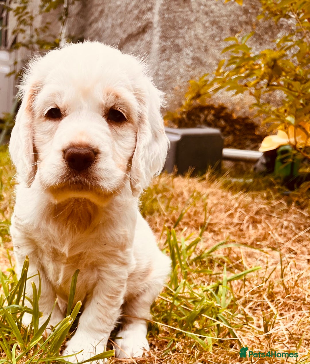 Clumber Spaniel dogs for sale: 3/4 clumber 1/4 cocker spaniel pups - Image 14