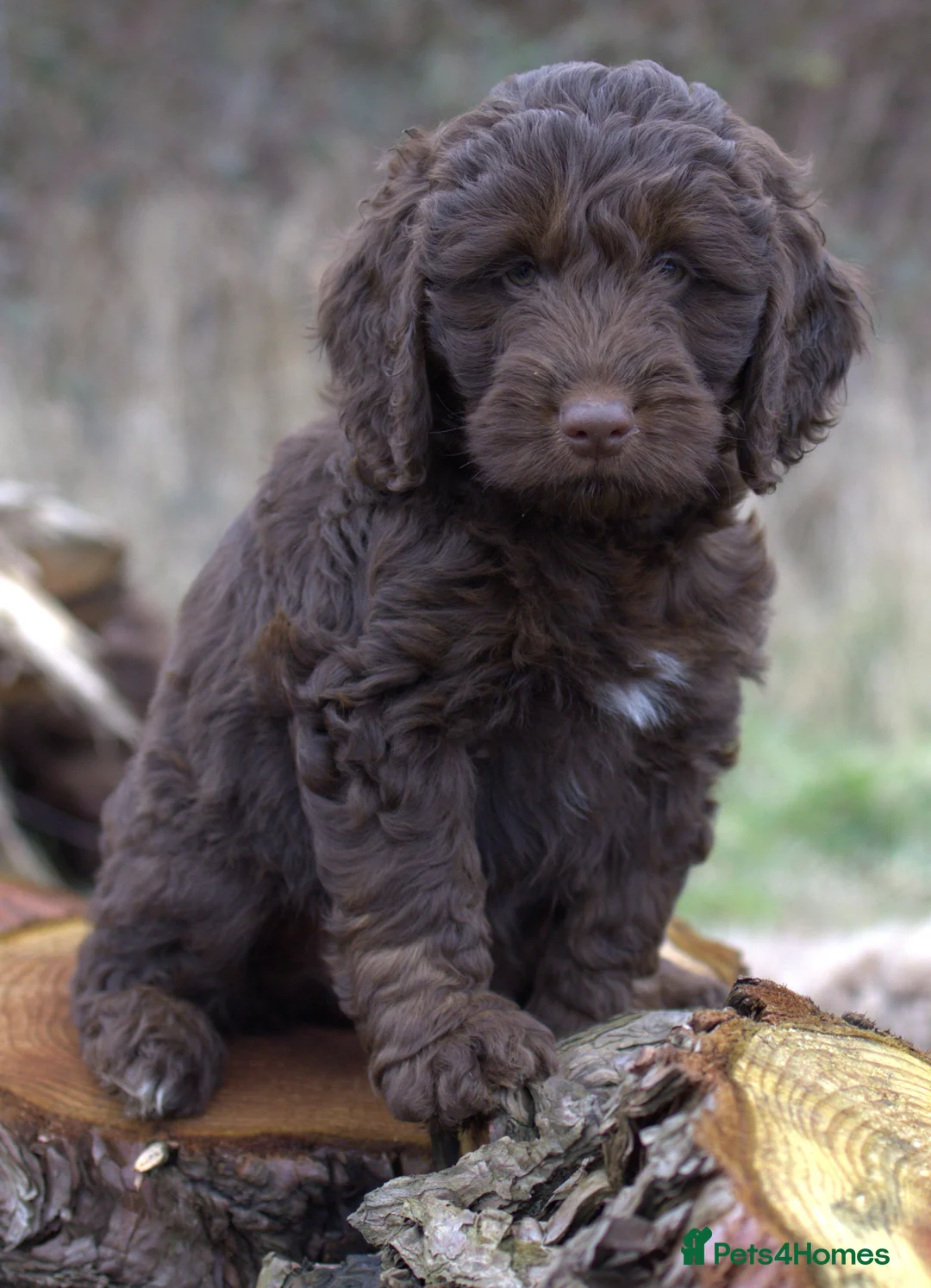 Double Doodle dogs for sale: 🌈Fully vaccinated and ready to meet the world 🌈 - Advert 13