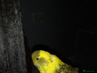 Budgerigars birds - Advert 31