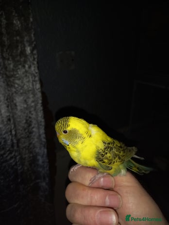 Budgerigars birds - Advert 1