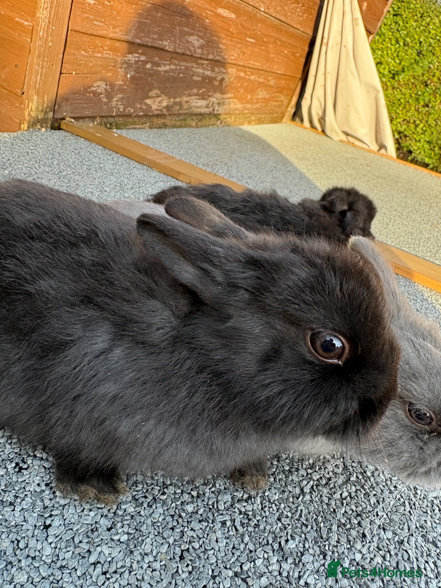 Mixed Breed rabbits Tiny baby bunny for sale😍 - Advert 2