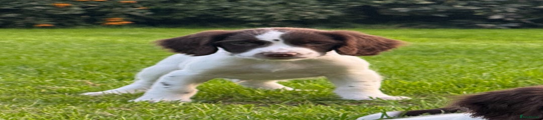 English Springer Spaniel Puppy 5