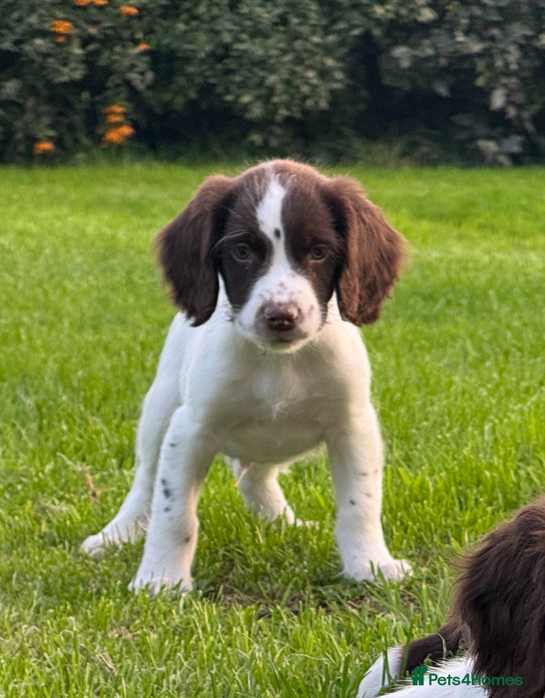 English Springer Spaniel dogs for sale: READY TO GO KC REG ESS PUPPIES - Image 9