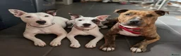Mixed Breed dogs for sale: 8 staffy x English bull terrier puppies - Advert 1