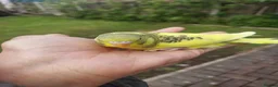 Budgerigars birds for sale: Hand reared super tame budgie  - Advert 11