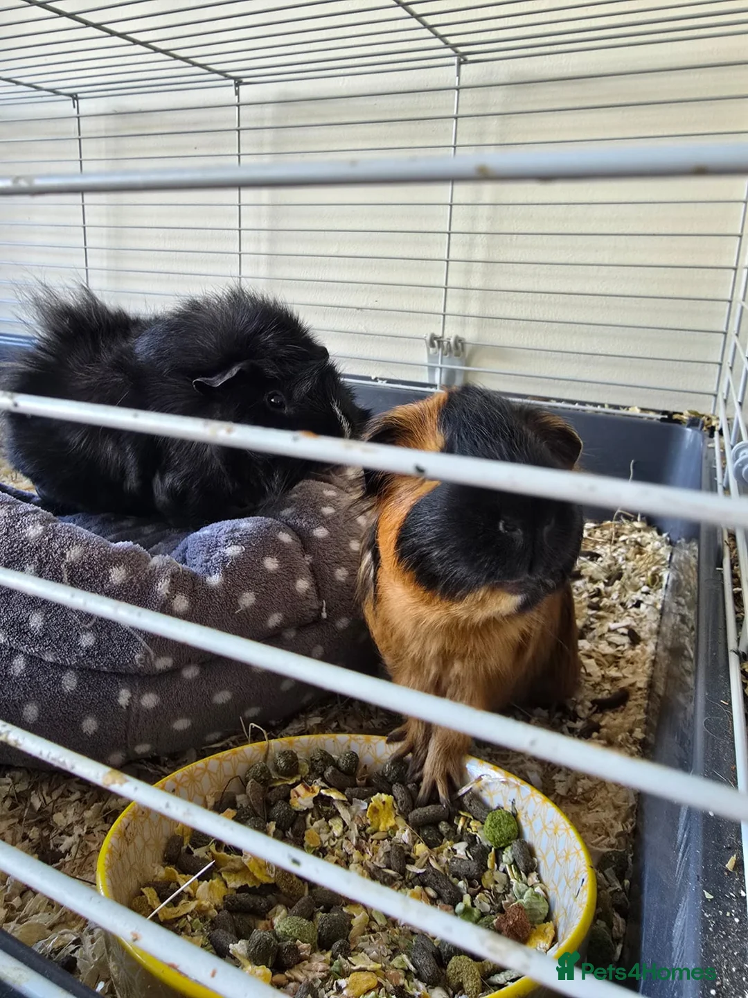 Guinea Pig rodents for sale: MALE GUINEA PIGS  - Advert 4