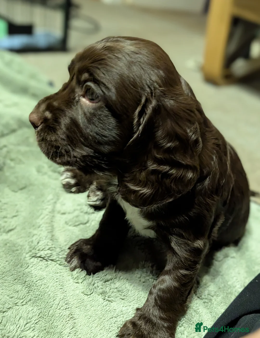 Sprocker dogs for sale: Beautiful Sprocker Puppies - Advert 1