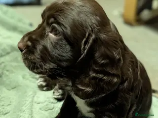 Sprocker dogs Beautiful Sprocker Puppies - Advert 3