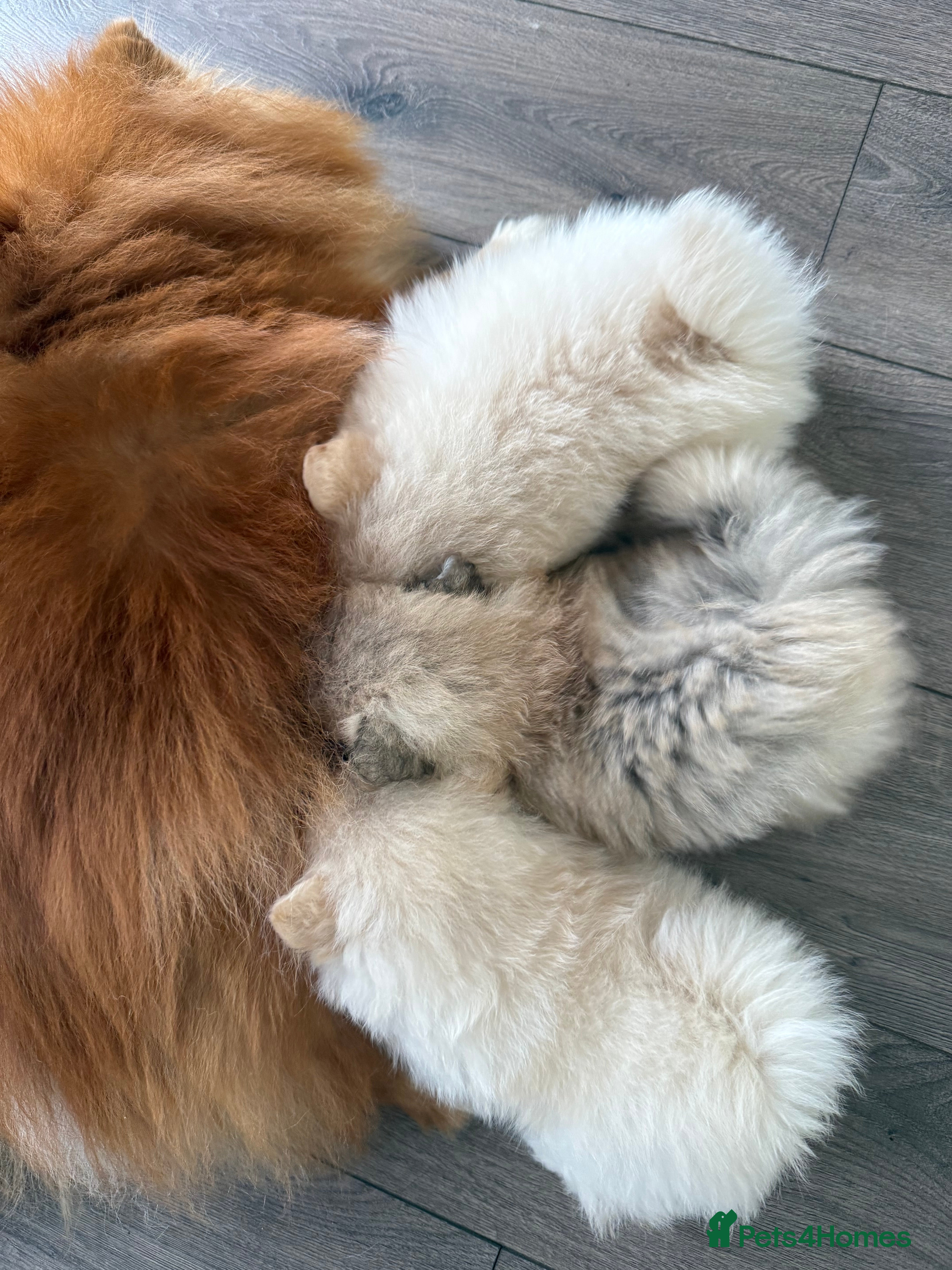Pomeranian dogs for sale: Outstanding Pomeranian puppies  - Advert 1