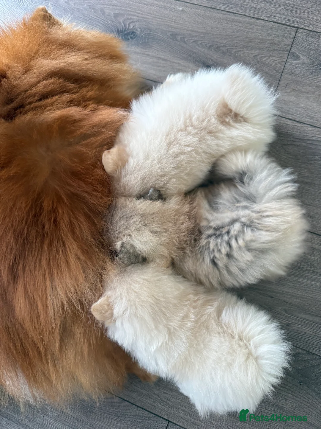 Pomeranian dogs for sale: Outstanding Pomeranian puppies  - Advert 1