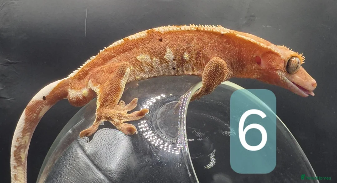 Gecko reptiles for sale: various crested geckos - Advert 6