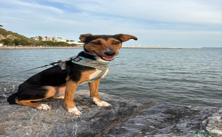 Mixed Breed dogs - Advert 13