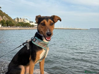Mixed Breed dogs Rehoming our beloved puppy - 8 months old - Advert 6