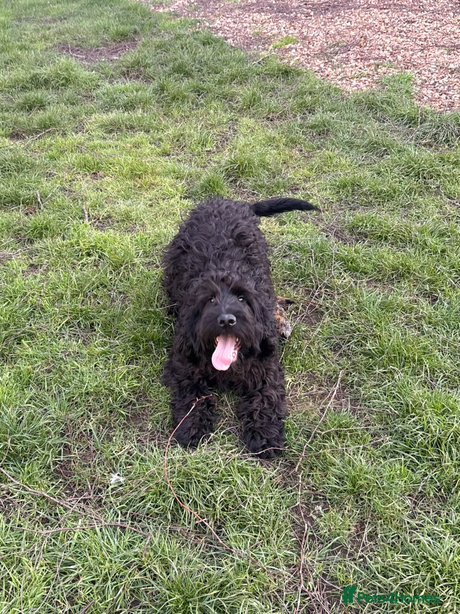 Cockapoo dogs LAST STUNNING BOY - Full of character F1 Cockapoo - Advert 16
